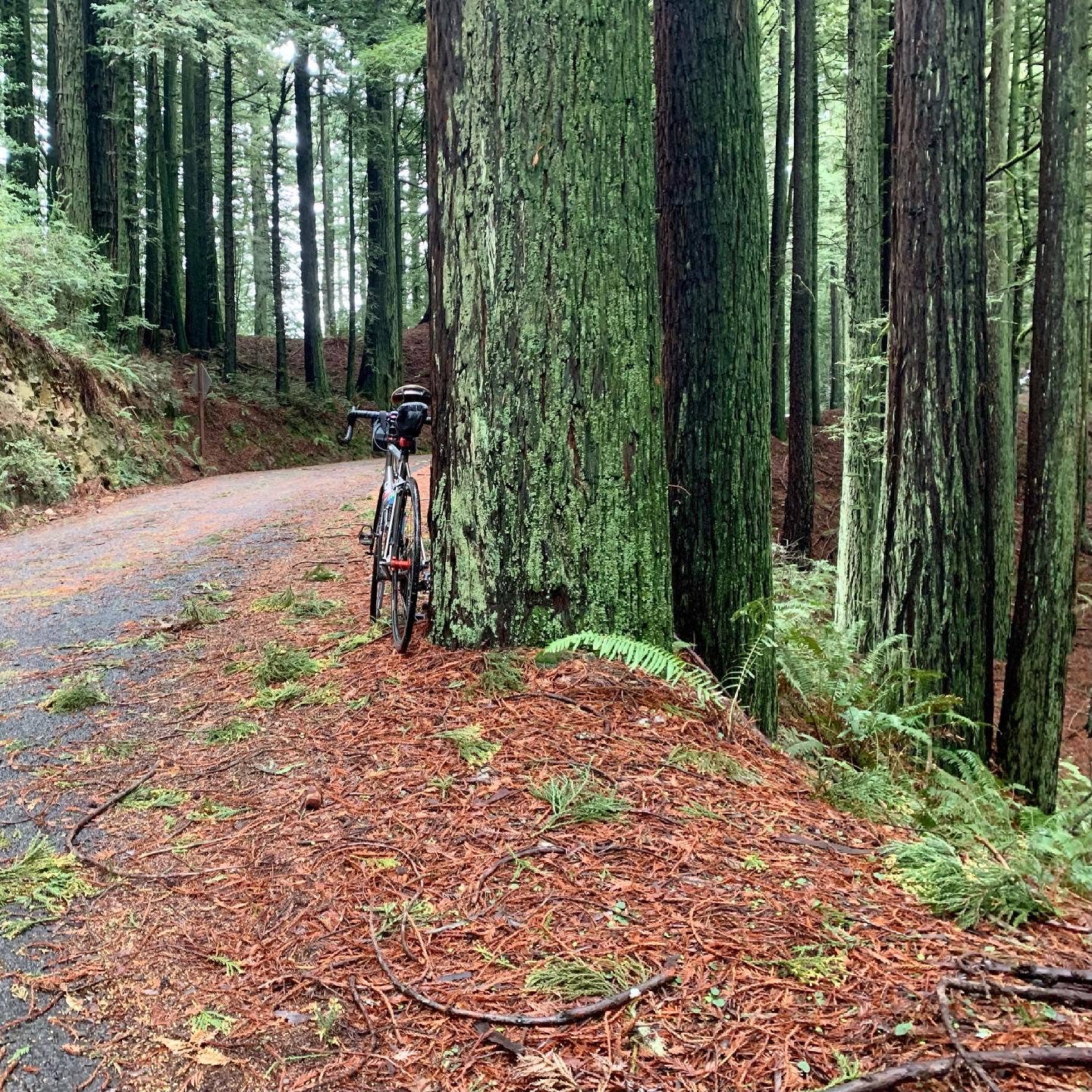 Numyum - Vendita all'ingrosso Biglietti di auguri generici - La gioia è una sequoia e una bicicletta3