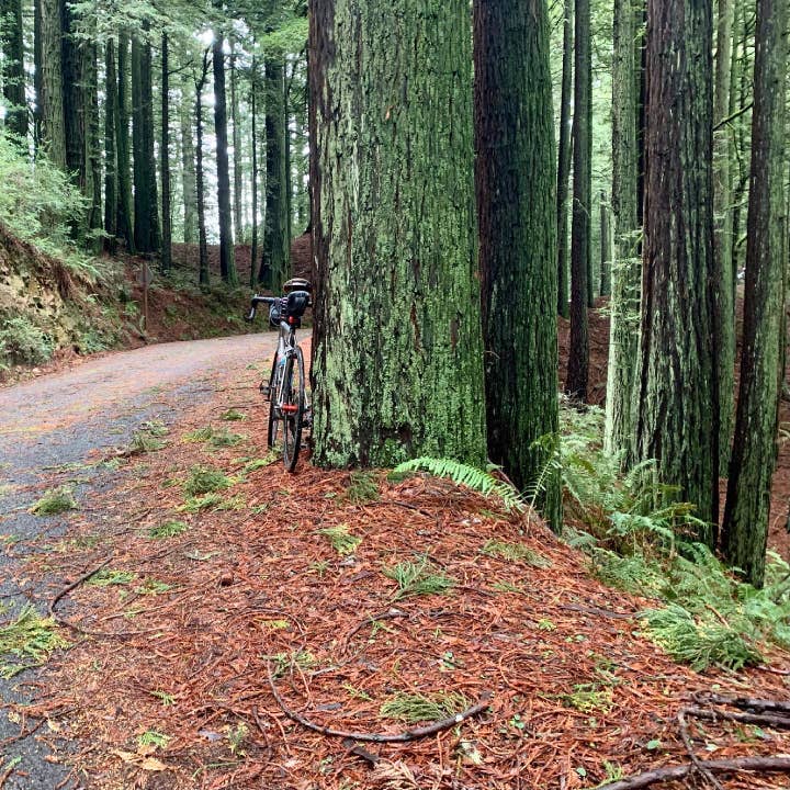 Numyum - Vendita all'ingrosso Biglietti di auguri generici - La gioia è una sequoia e una bicicletta3