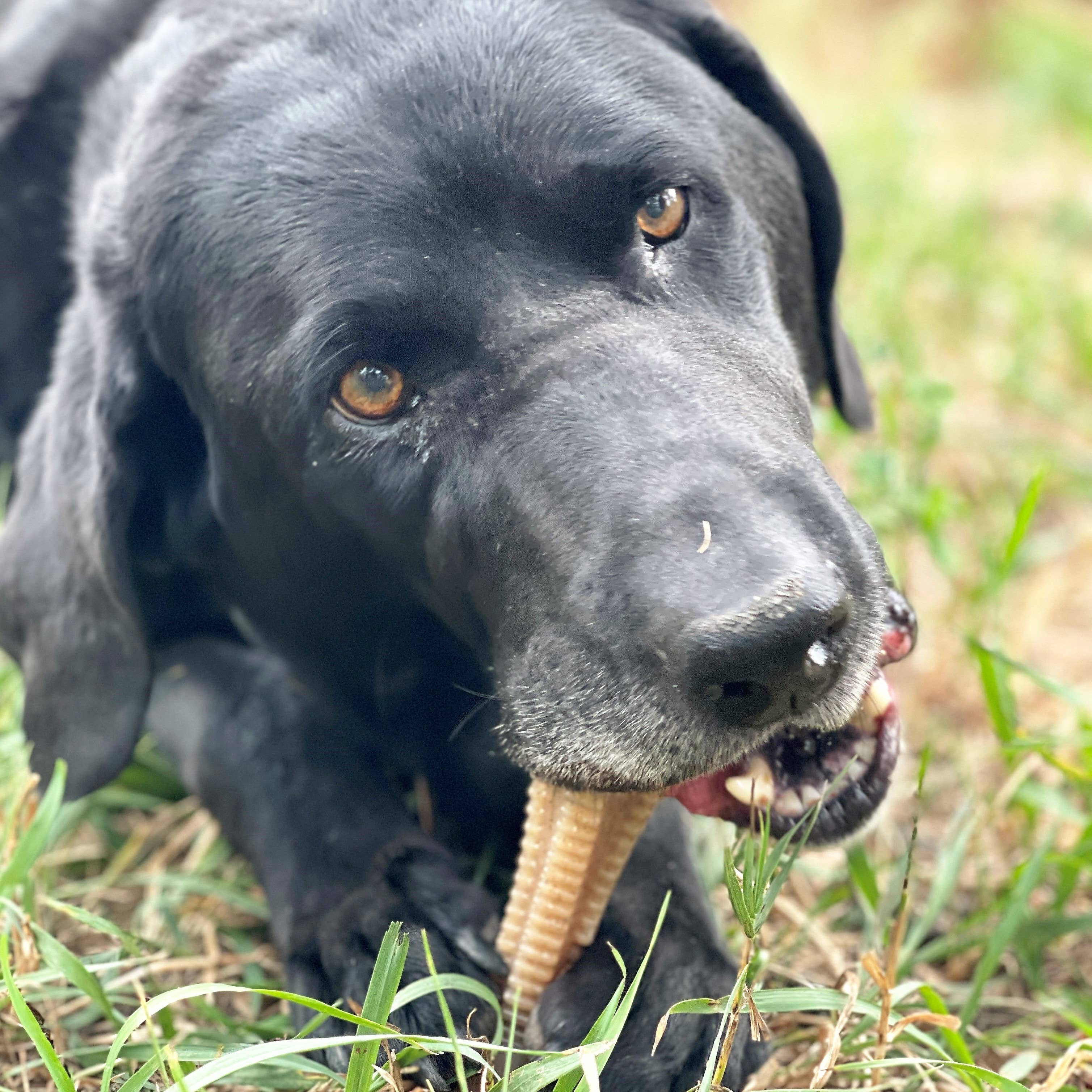 SodaPup Dog Toys - Venta al por mayor Juguete para morder - Perros - Honey Bone Dental Tower Juguete para masticar perro de nailon6