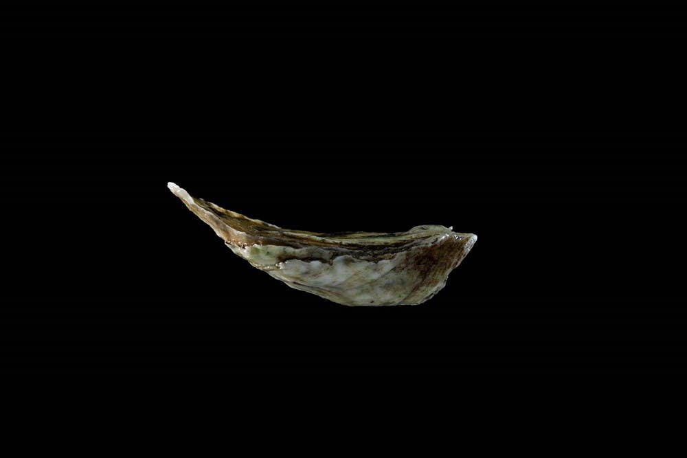 W. W. Norton - Wholesale Cookbooks & Food - Oysters: A Celebration in the Raw4