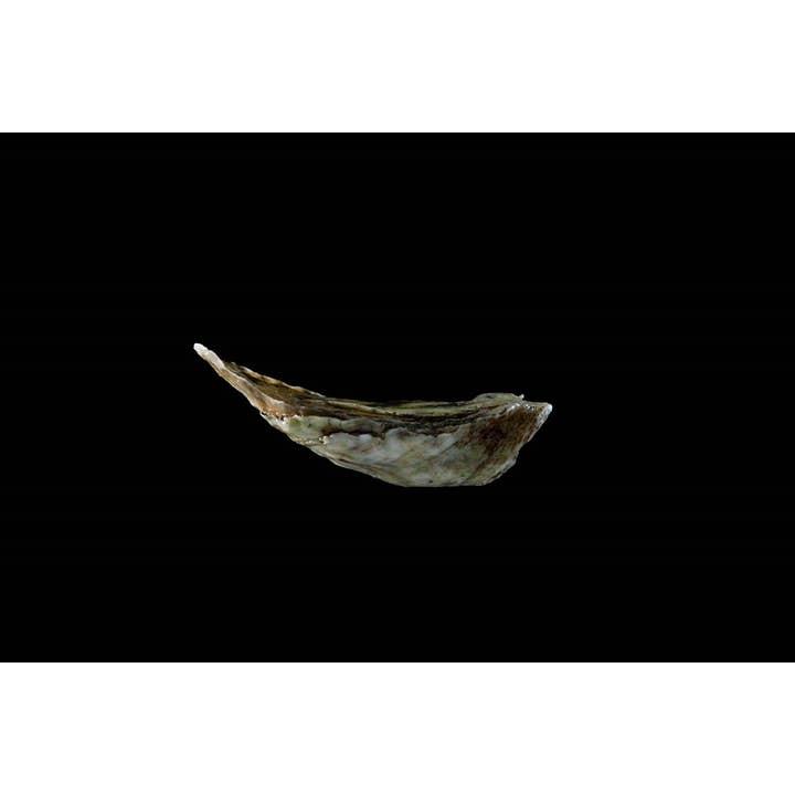 W. W. Norton - Wholesale Cookbooks & Food - Oysters: A Celebration in the Raw4