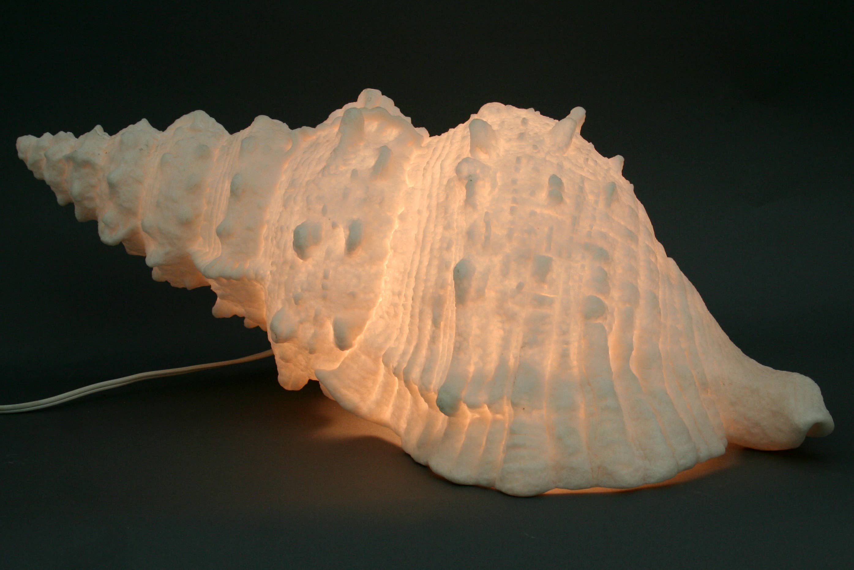 Modern Coastal by Contrast Inc. - Wholesale Lamp Shade - Pasolaria Shell Sandstone Lamp1