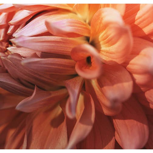 Brighter Days Photographie Fine Art pour la vente par Alicia Bock Print Shop