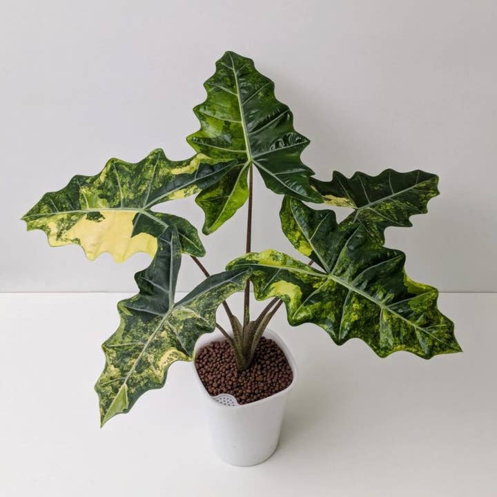 Alocasia "Sarian" "Aurea" variegeret | Sjælden stueplante for engroshandel hos OrchidBox