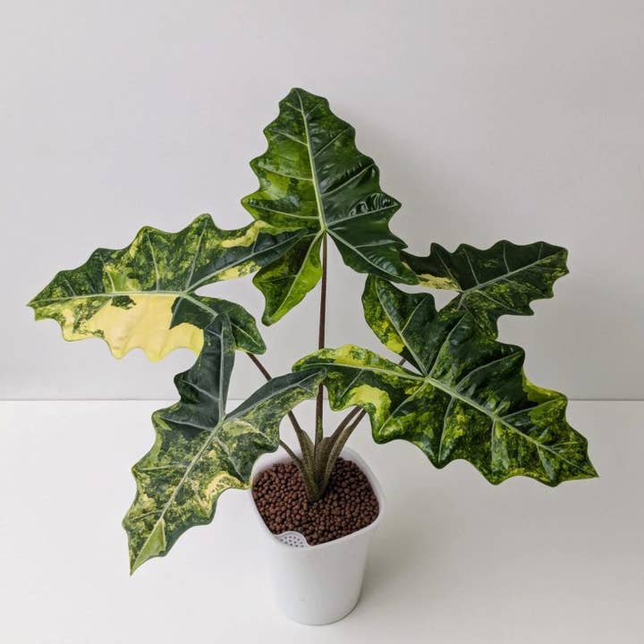 Alocasia "Sarian" "Aurea" variegated | Rare Houseplant for wholesale by OrchidBox