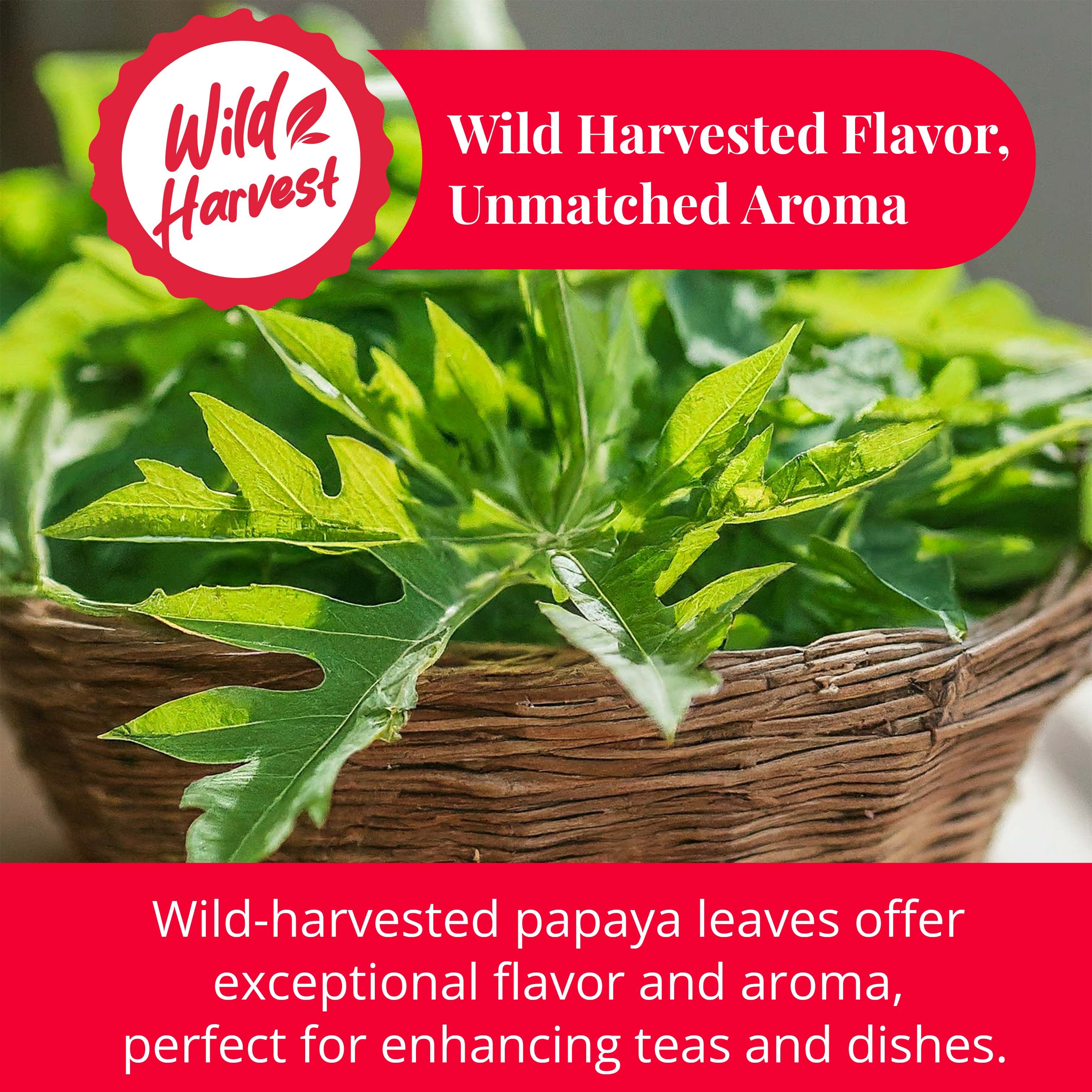 Akshit - Wholesale Loose Tea - Dried Papaya Leaves, Cut & Stuffed, Papaya Leaf Tea, 2.6 oz.7