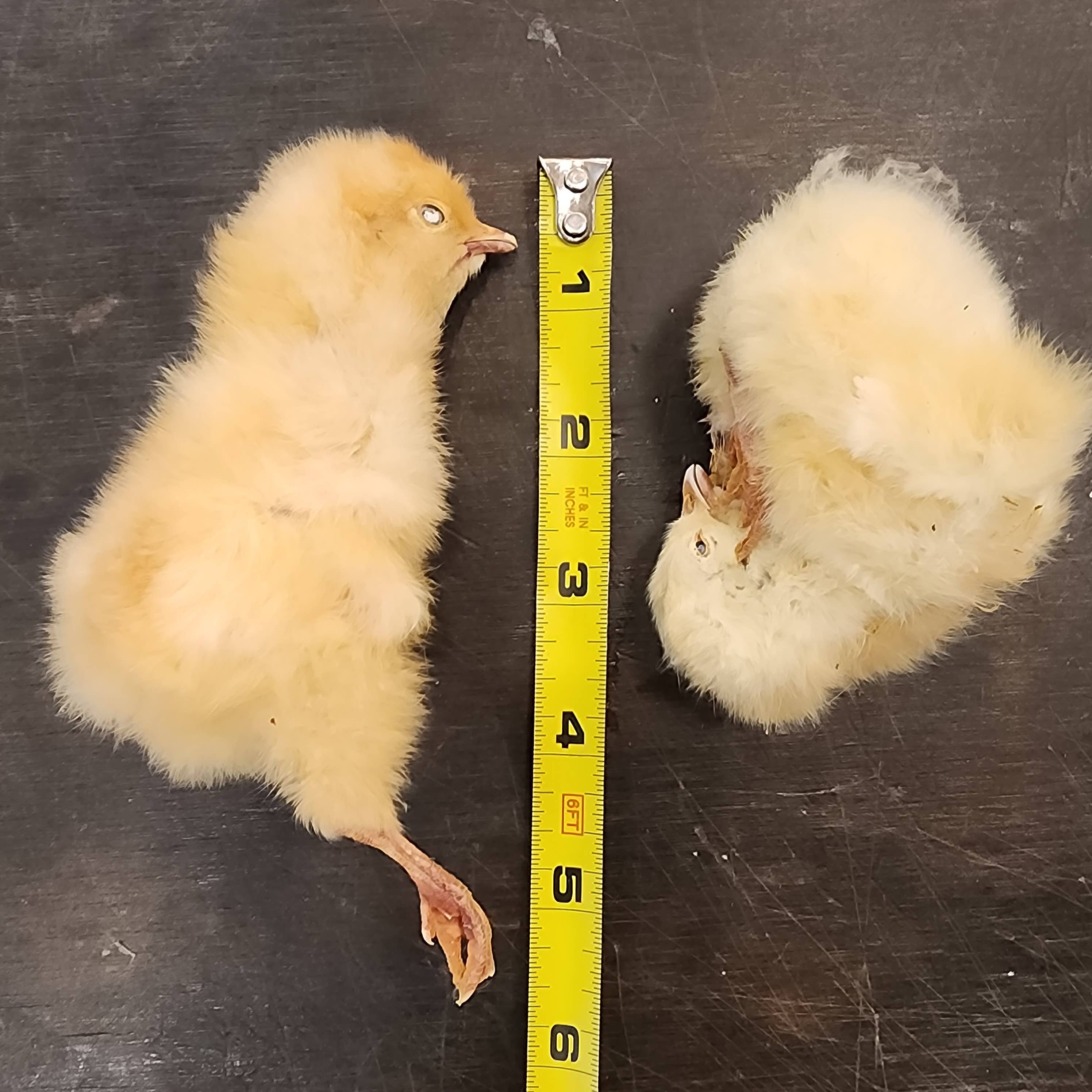 Frost Fang LLC - Wholesale Pet Treats - Dog - Dog Treat Freeze Dried Chicken - Baby (Chicks)4