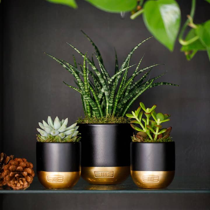 The Little Botanical - Wholesale Live Plant - Sansevieria Fernwood Punk11