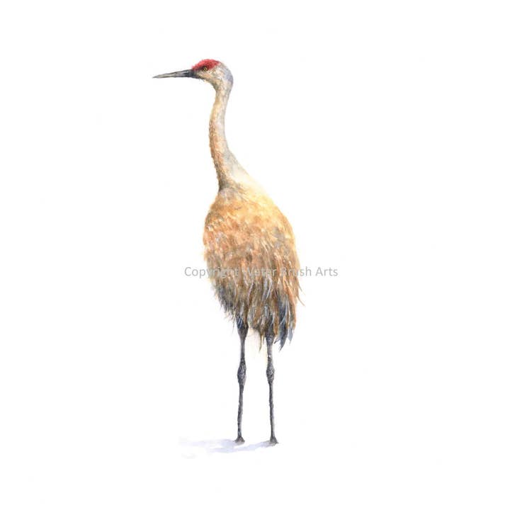 Tirage d'art Sandhill Crane 02 pour la vente par Water Brush Arts