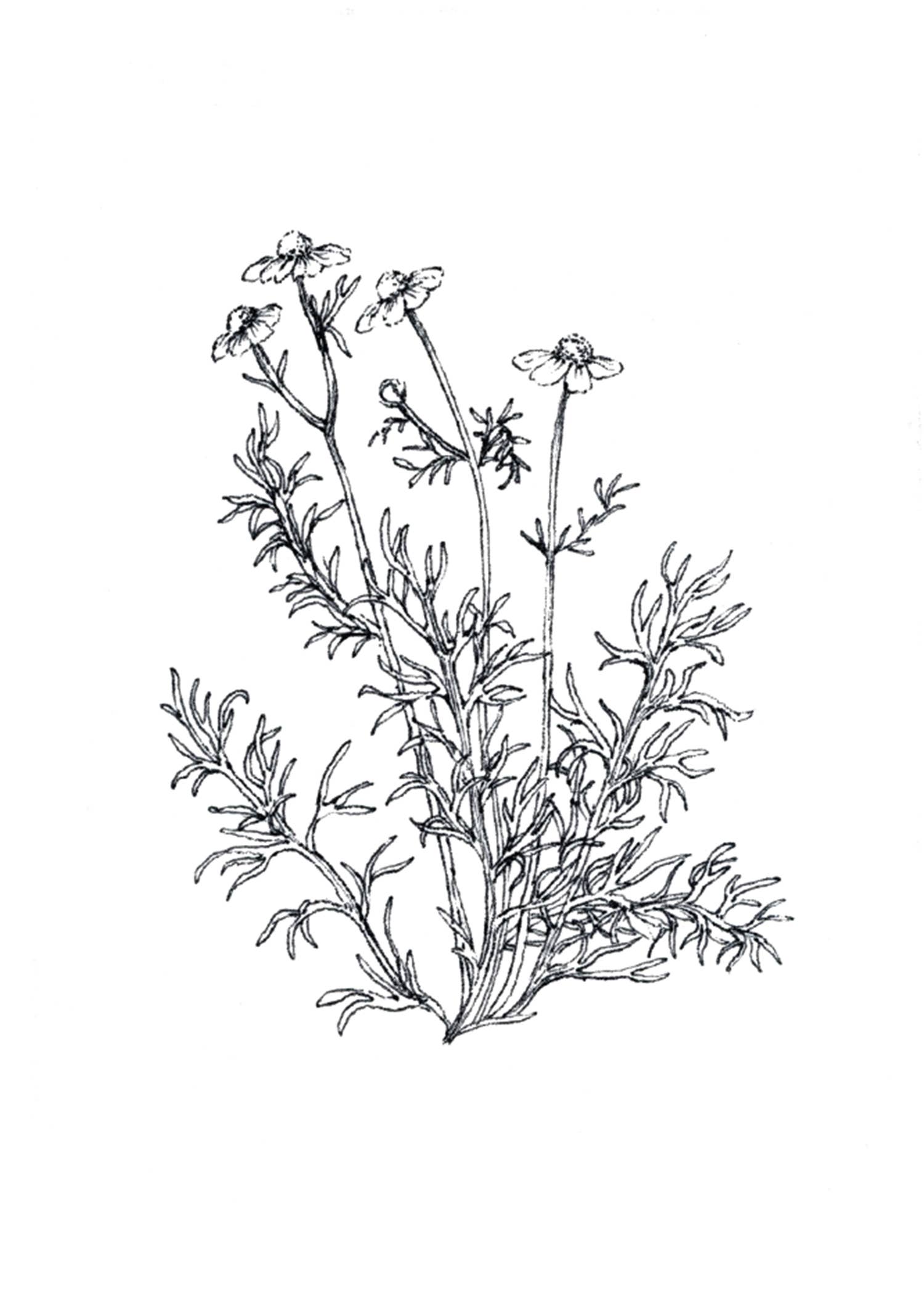 Kara Valentino Ffield Art - Wholesale Art Print - Chamomile |  Art Print 7