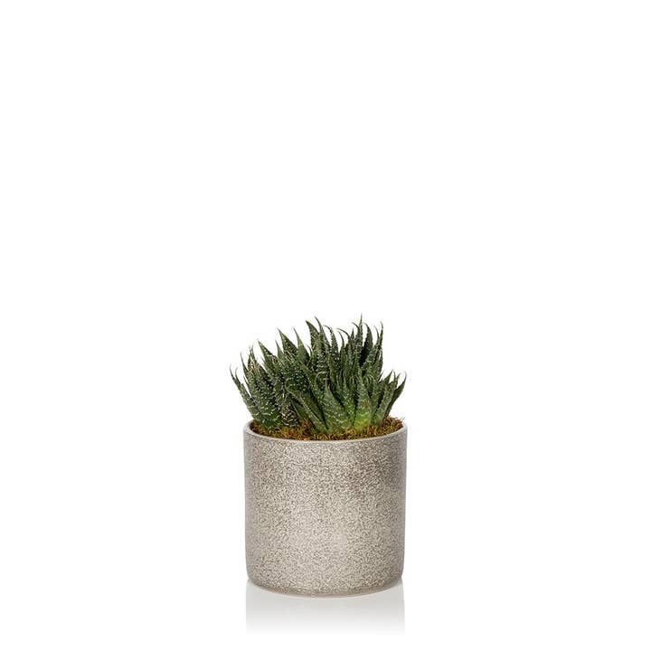 The Little Botanical - Wholesale Live Plant - Haworthia in Ceramic Pot for Indoor Décor17