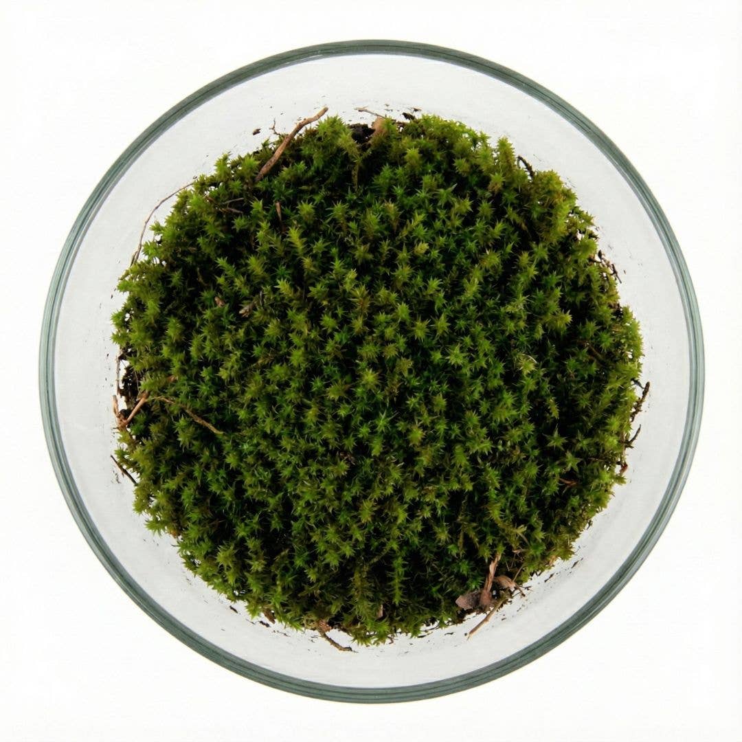 Moss & Stone Gardens - Wholesale Terrarium - Levend Zonmos voor Terrariums (Racomitrium canescens)2