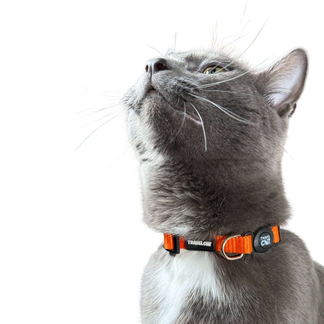 Travel Cat Wholesale - Vente Collier – chat - Collier pour chat « The Travel Cat »5