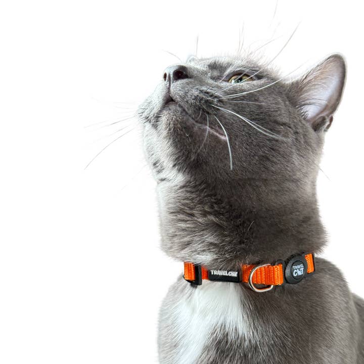 Travel Cat Wholesale - Vente Collier – chat - Collier pour chat « The Travel Cat »5