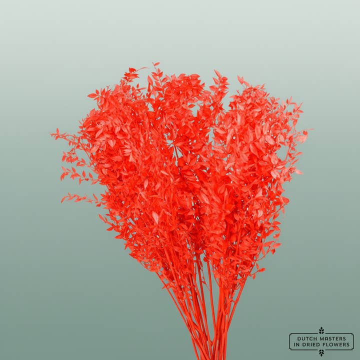 Pres Ruscus Red for wholesale by All Occasions Wholesale