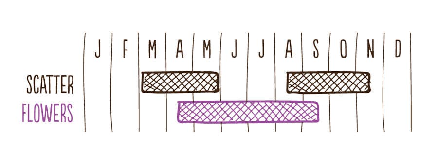 Jin Designs - Wholesale Plant pot - Hedgehog Mix Wildflower Seedballs5