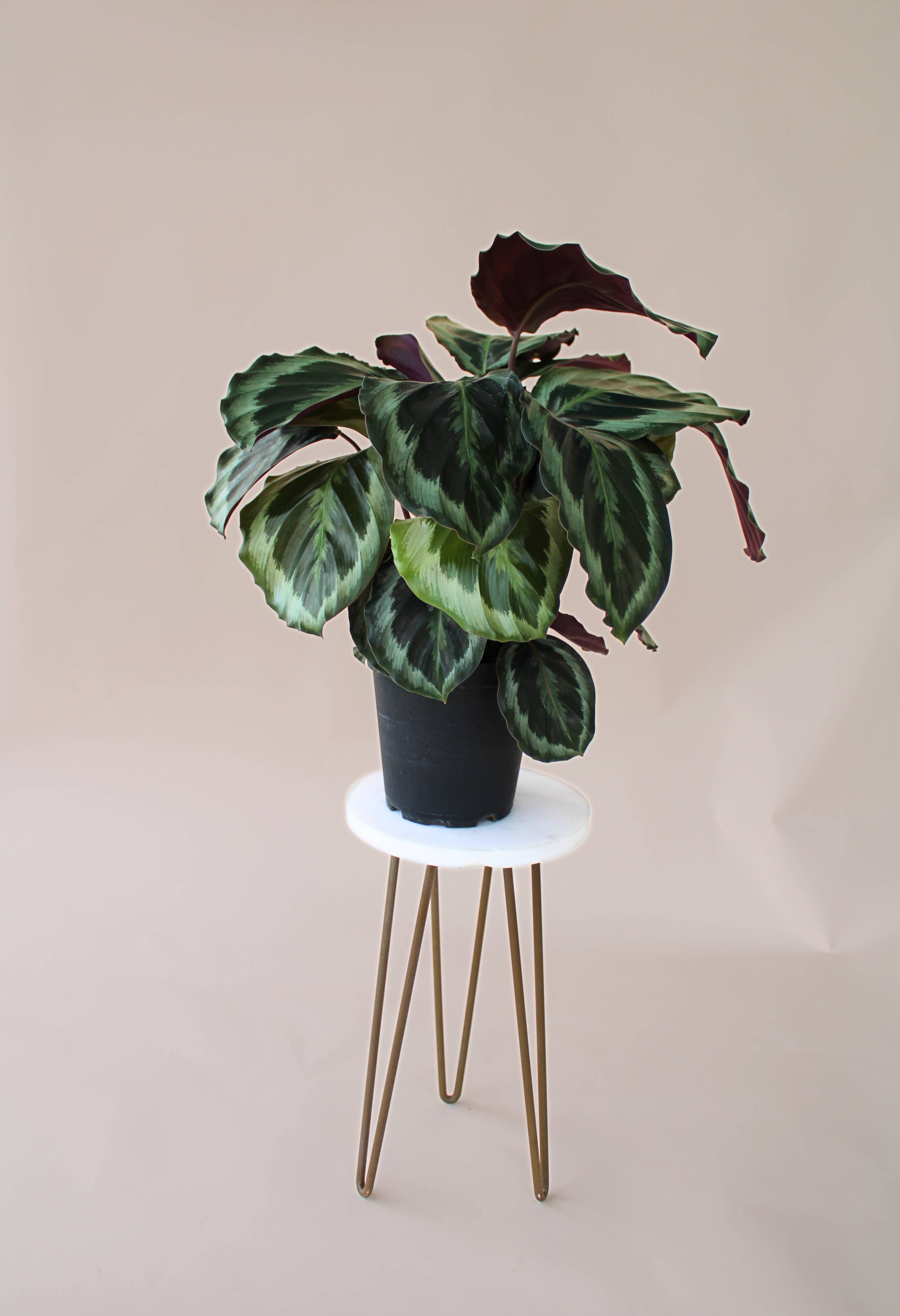 Hidden Valley Ranch & Nursery Inc - Wholesale Live Plant - 6" Calathea Medallion1