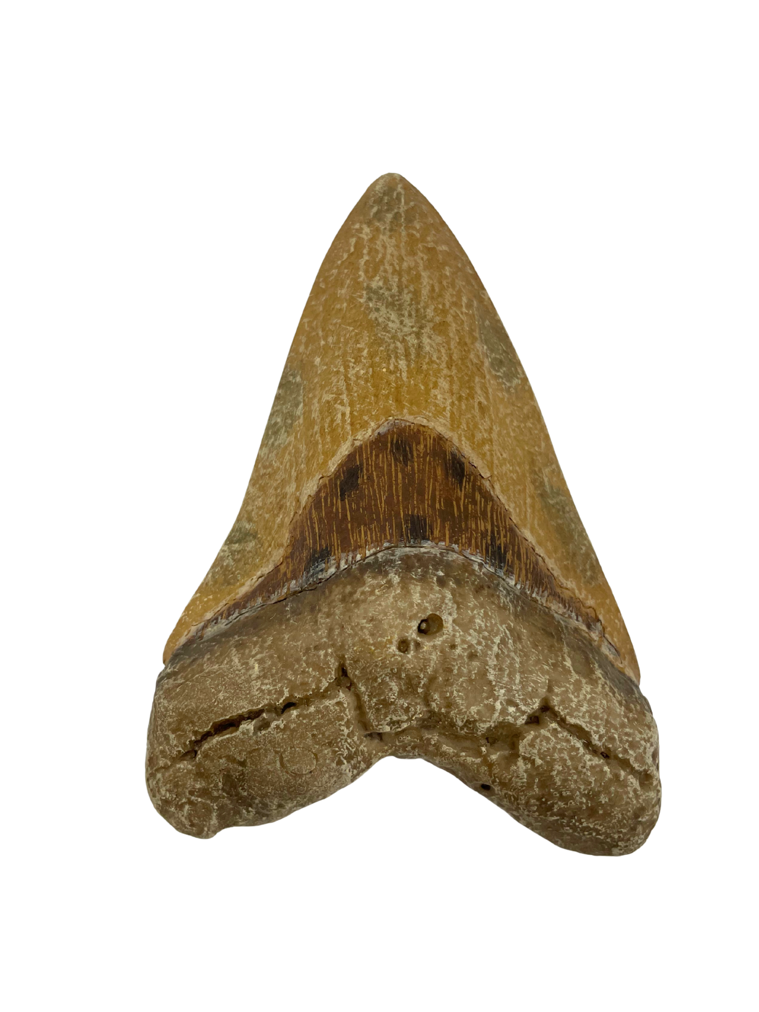 Science Museum of Minnesota - Wholesale Decorative Figurine - Megalodon Replica Cast Tooth 0