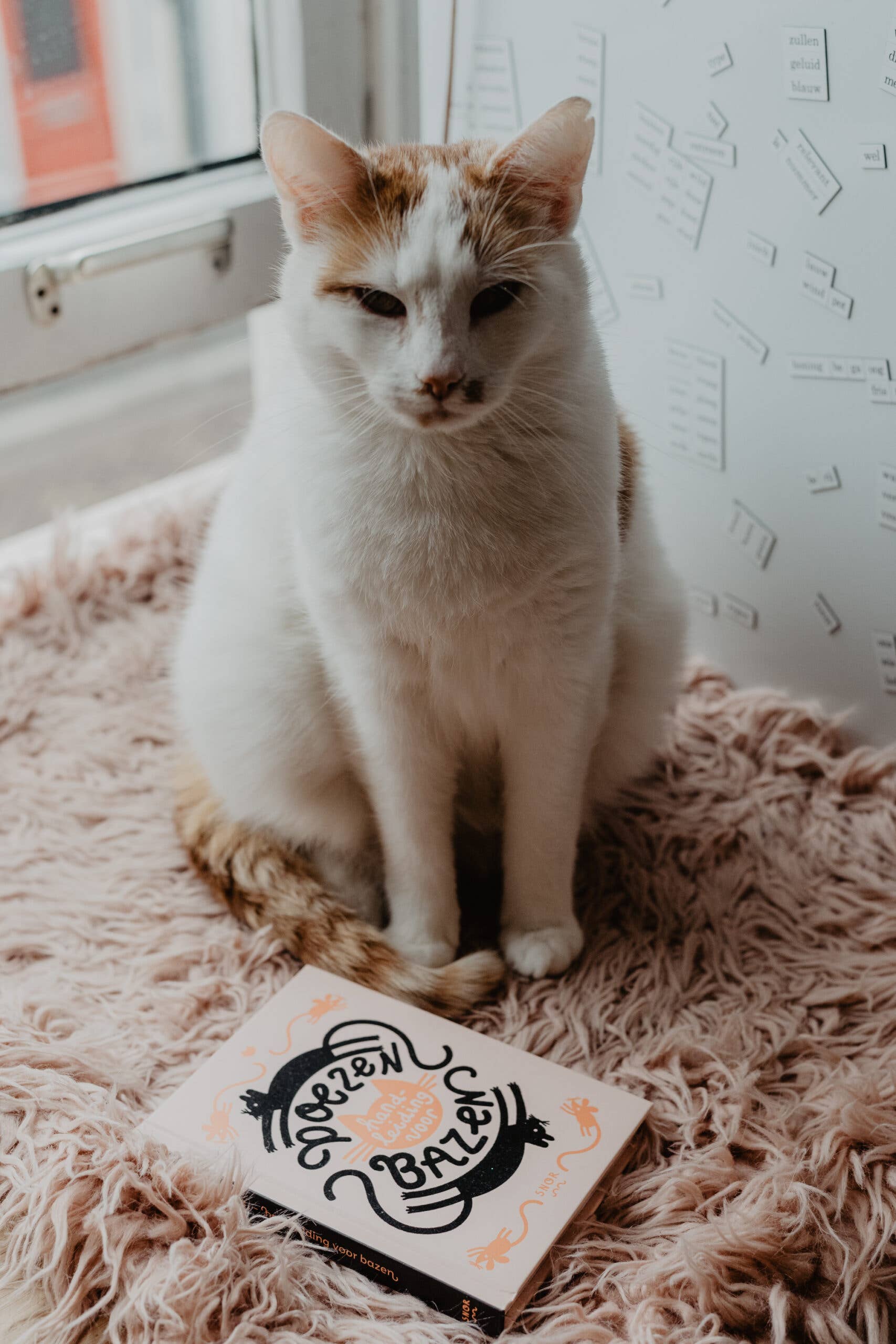 Uitgeverij Snor - Wholesale Pet  Book - Cats1