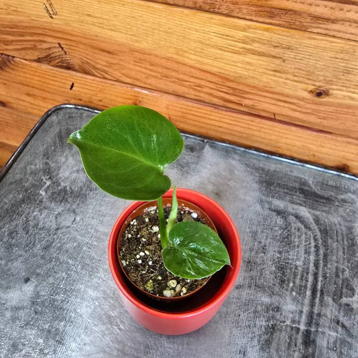 Monstera Deliciosa Split Leaf, 2" Plant for wholesale by The Plant Farm