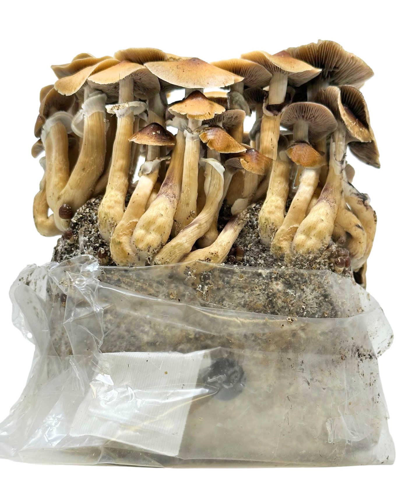 Midwest Grow Kits – wholesale Plant seeds – All-in-One Mushroom Grow Bag (4 lbs) for Manure Loving Mushrooms2