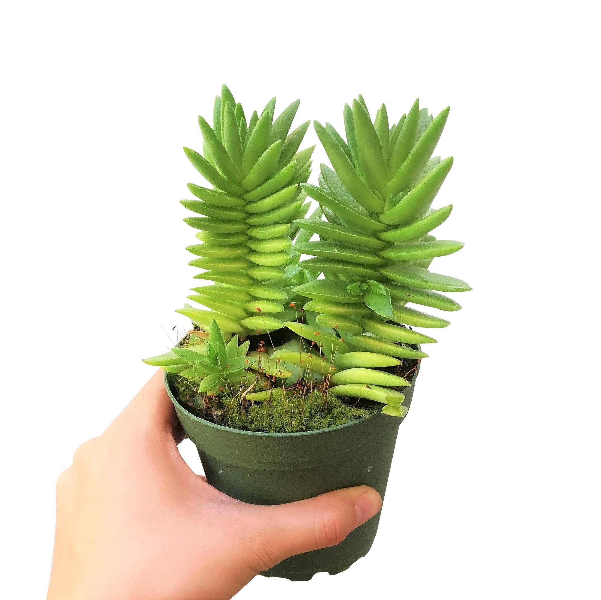 Best Plant Friend - Wholesale Succulent - Red Pagoda Shark Tooth -Crassula capitella 2/4in7