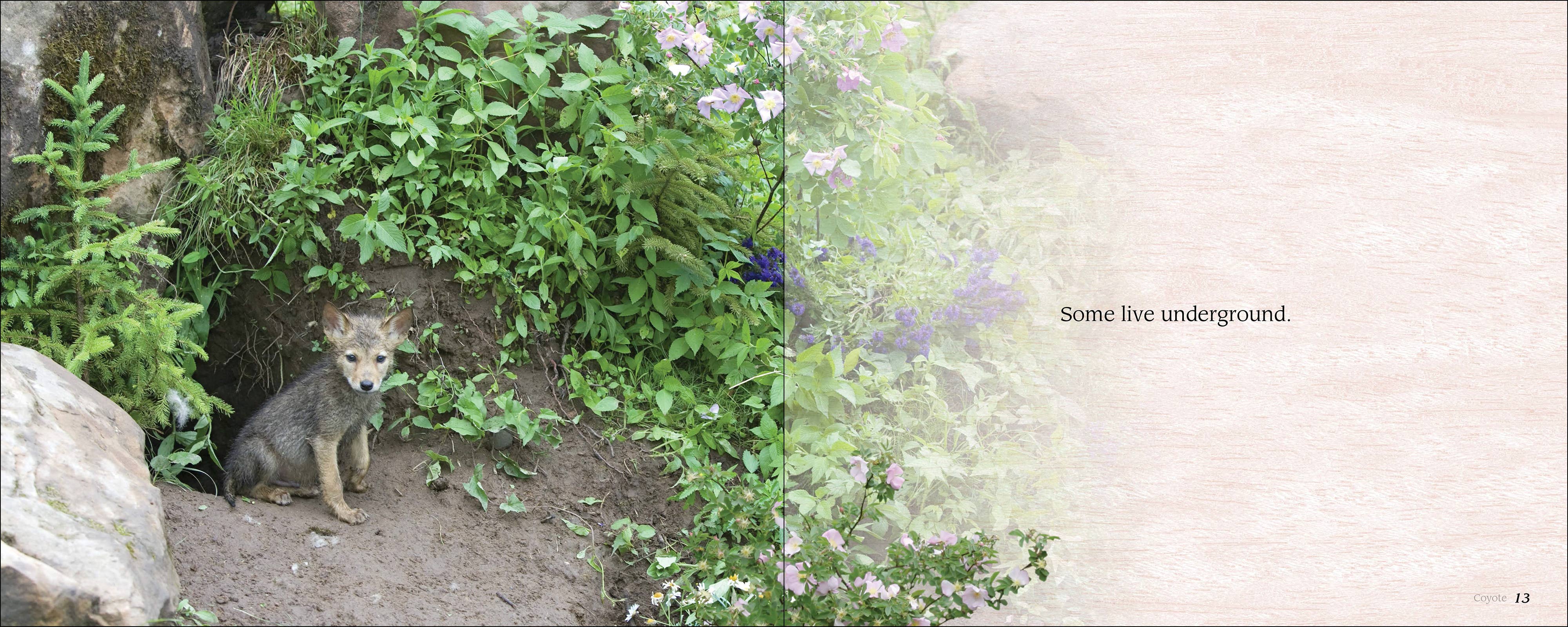 AdventureKEEN - Wholesale Baby & Toddler Book (0-2) - Some Babies Are Wild4