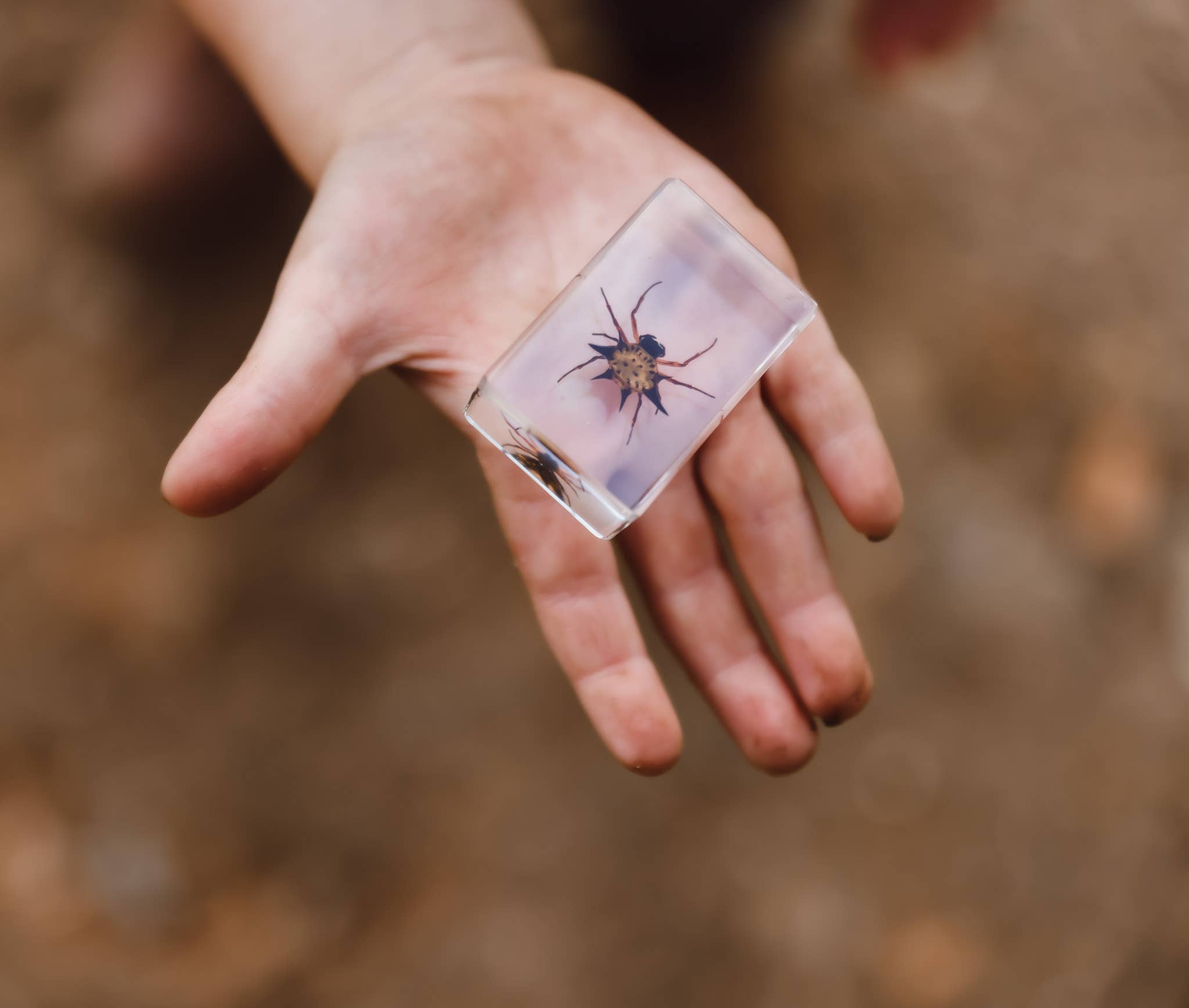 Our Earth Life – wholesale Decorative tabletop object – Spider Specimen Set3