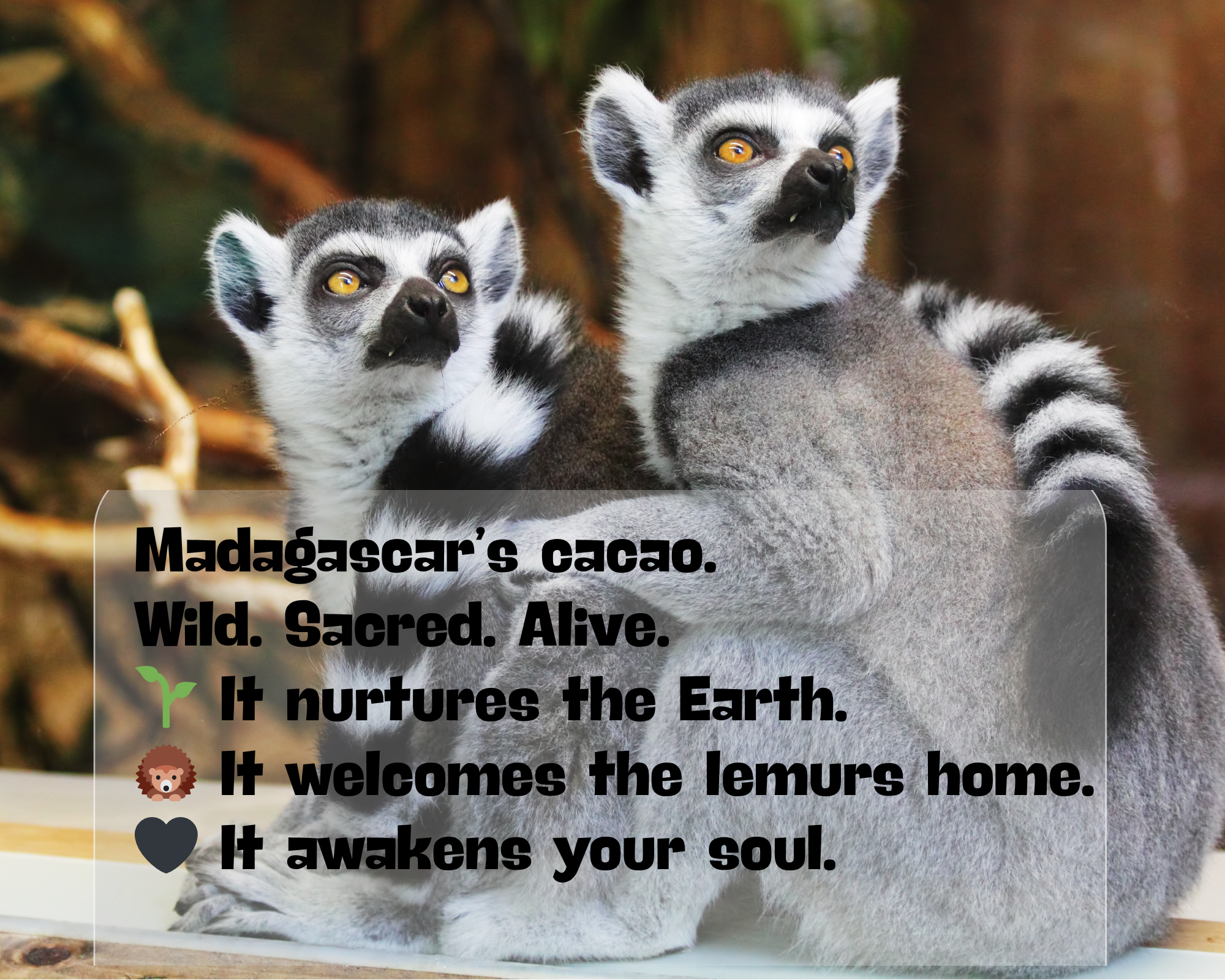 Comptoir Des Epices Madagascar - Wholesale Chocolade - (1 kg) Biologische ceremoniële Criollo cacaomassa3