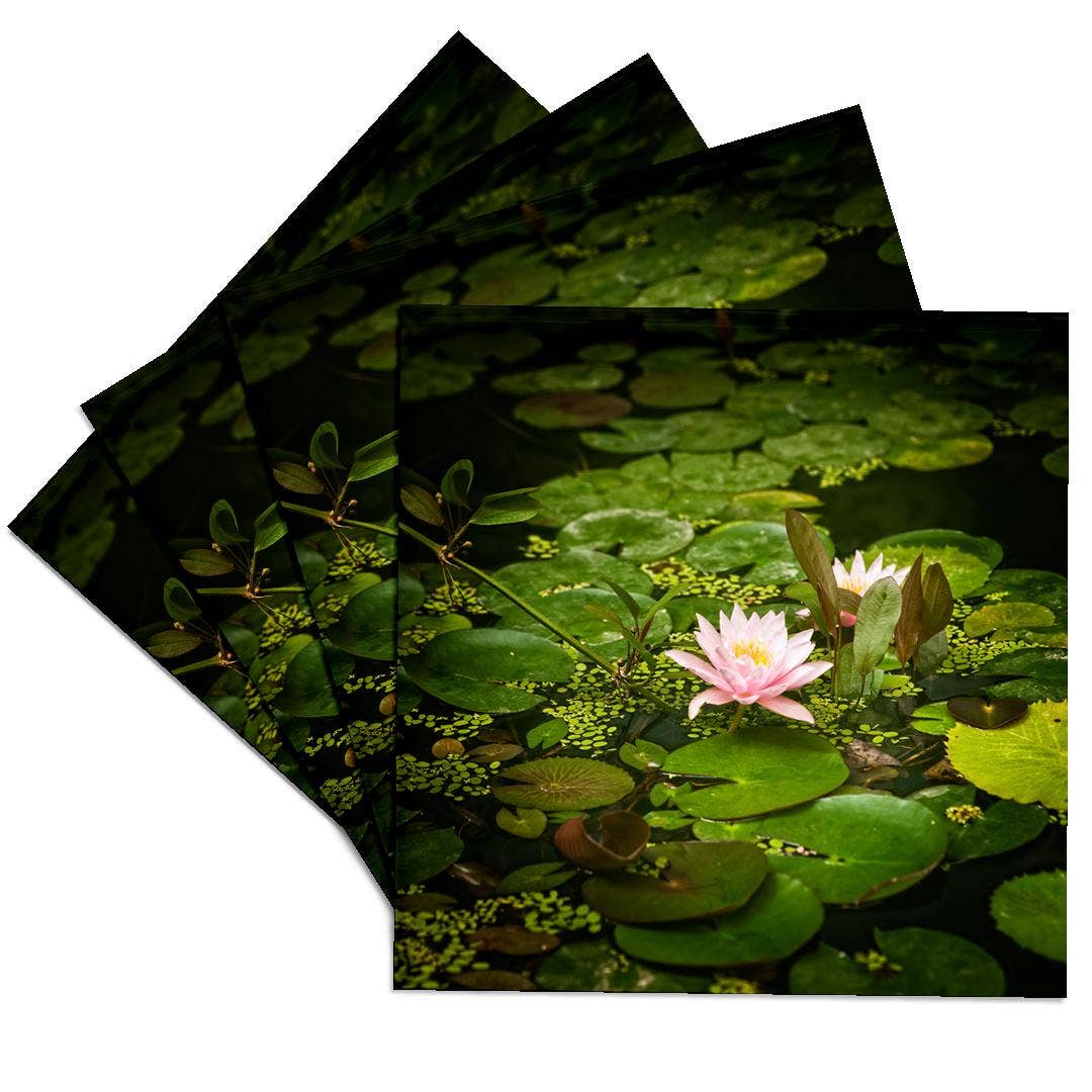 3dRose - Wholesale Coasters - 3dRose, Beautiful pink water lily flower in an artificial pond, Coaster0