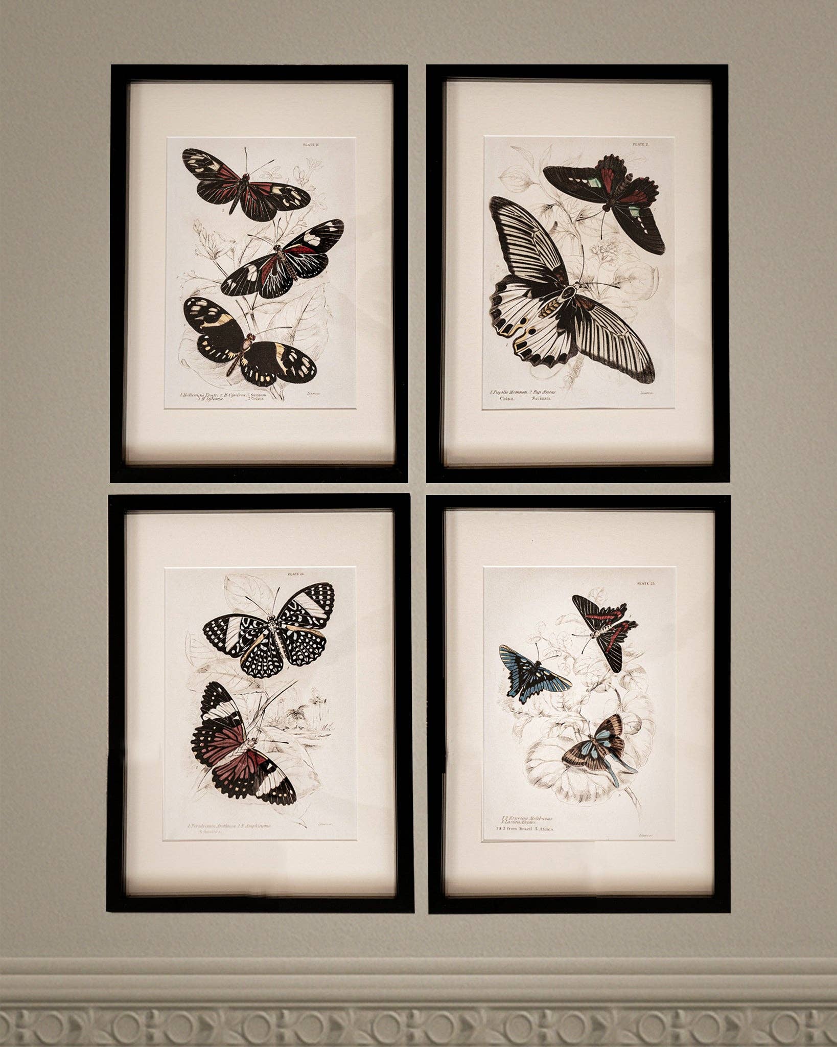 Coultura - Wholesale Gallery Wall Set - Framed Set of Four Vintage Butterfly Art Prints 02 (Black Noir Frame Collection)14