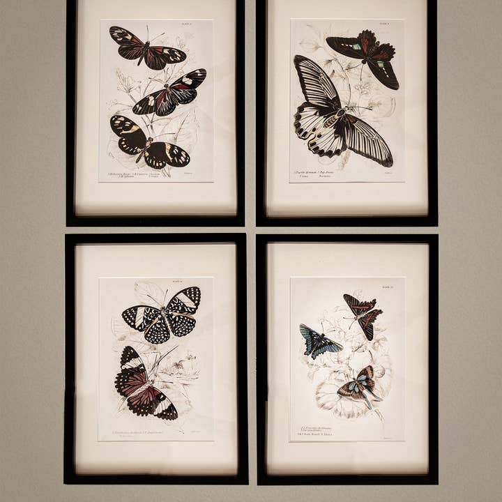 Coultura - Wholesale Gallery Wall Set - Framed Set of Four Vintage Butterfly Art Prints 02 (Black Noir Frame Collection)14