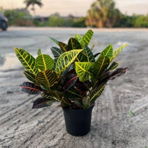 Triad Plants - Wholesale Live Plant - 8" Croton Petra0