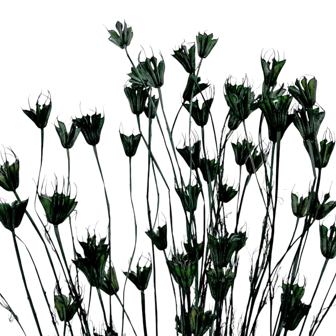 2626 Designs - Wholesale Dried/Pressed Flowers - Dried Octagon Flower, Nigella Orientalis-Love in a Mist, 24"8