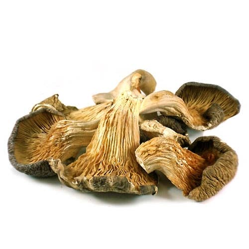 EDI044- Dried Oyster Mushroom for wholesale by Earthy Delights