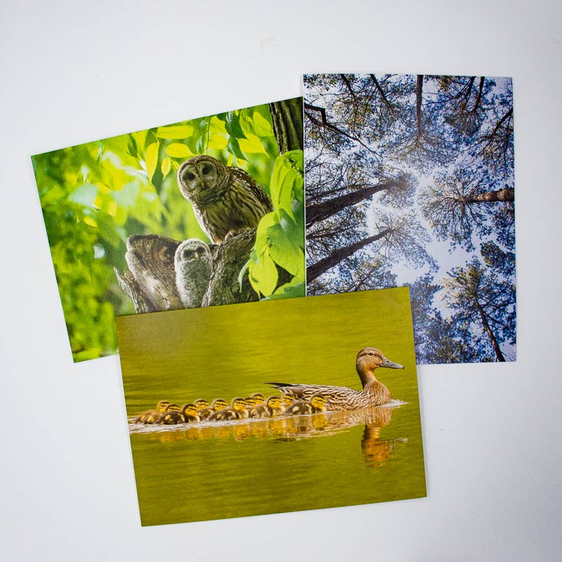 Wren - Wholesale Everyday Greeting Card - Pine Trees | Skyward (Blank inside) Greeting Card5