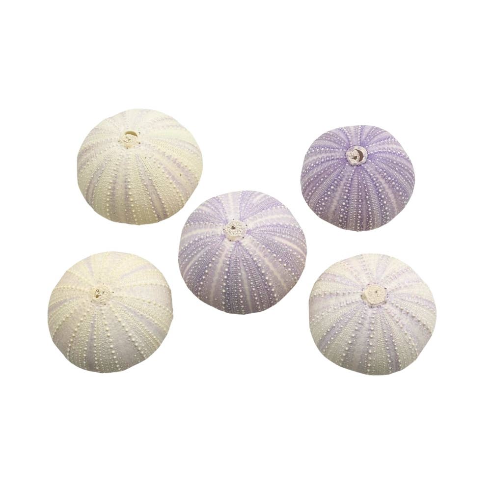 Earths Elements Wholesale - Wholesale Decorative Tabletop Object - Violet Urchin2