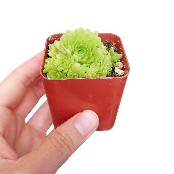 Best Plant Friend - Wholesale Succulent - Rosularia Platyphylla Succulent 2"/ 4" Pot, Mini Rosettes4