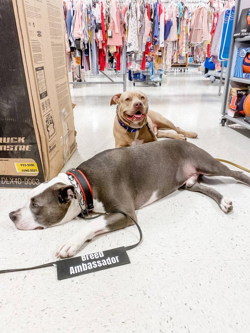 Best Friend Supplies Co - Wholesale Pet Leash - Dog - Bully Breed Ambassador4