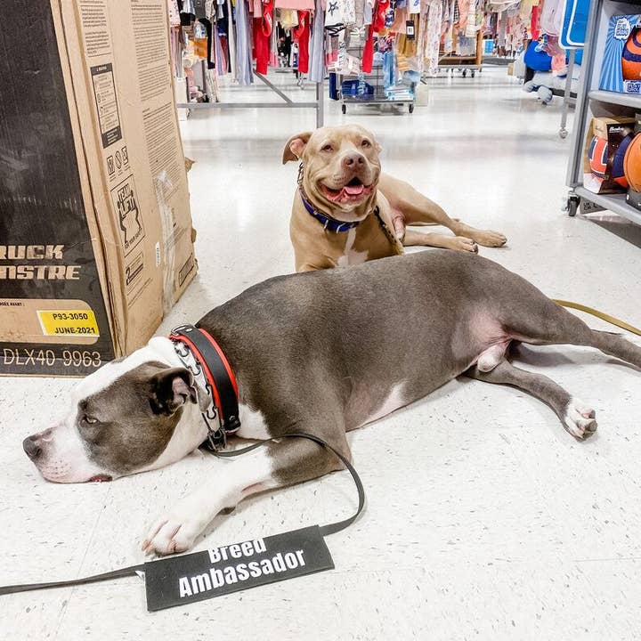 Best Friend Supplies Co - Wholesale Pet Leash - Dog - Bully Breed Ambassador4