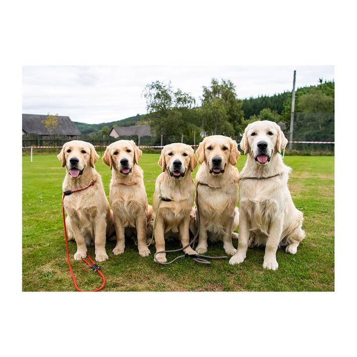 Playboy, Pippa, Onyx, Shane et Orry The Goldens pour la vente par The Dogist