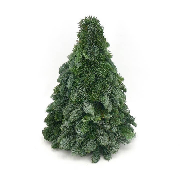 Real / fresh Christmas tree Nobilis green 50 cm for wholesale by Dutch Flower Studio
