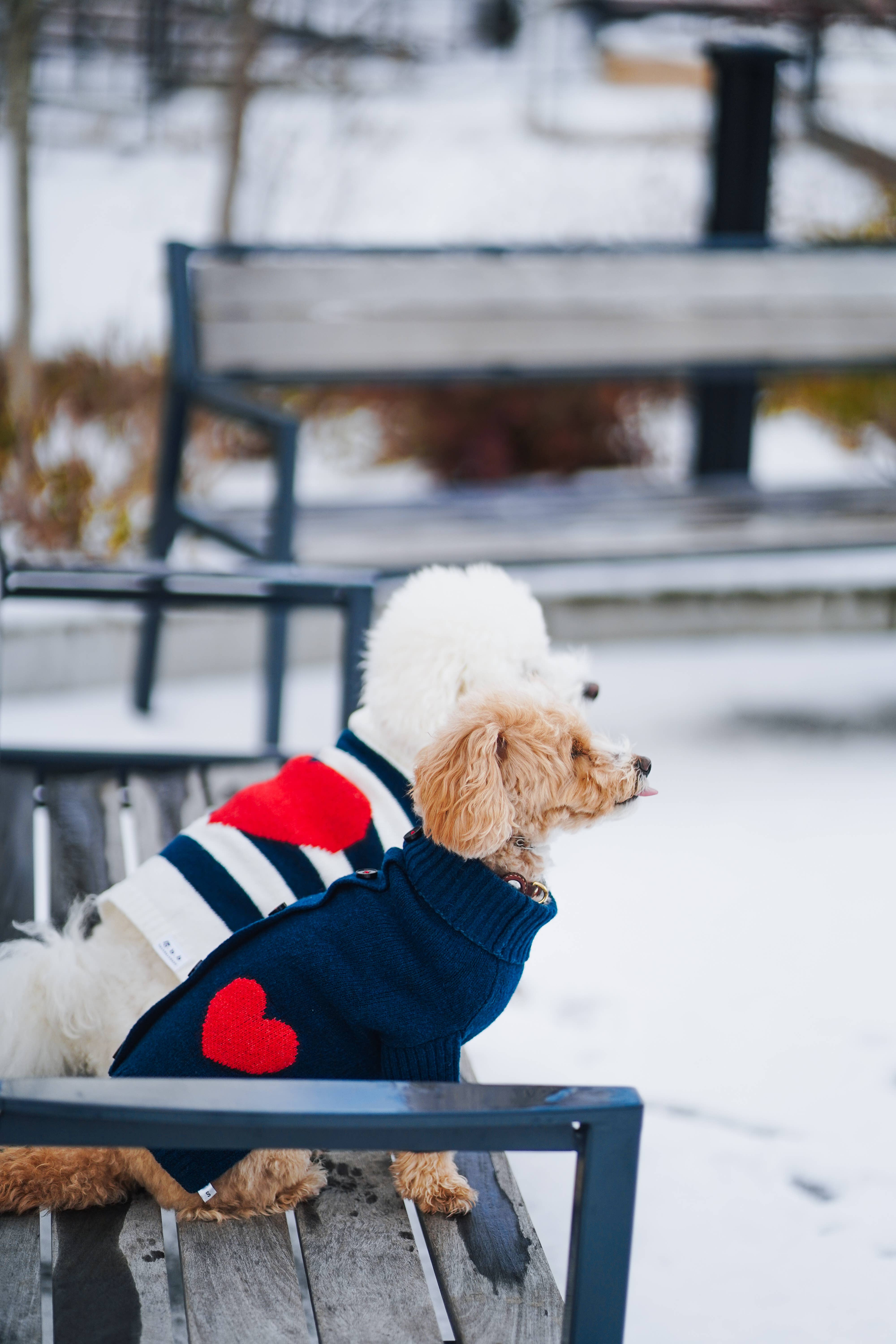 BarkBarkBaby - Wholesale Pet Sweater - Dog - Heart to Heart Button-Up Cardigan Sweater6