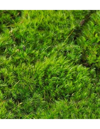 Florasource - Wholesale Fresh Cut Flowers - FRESH Mood Moss