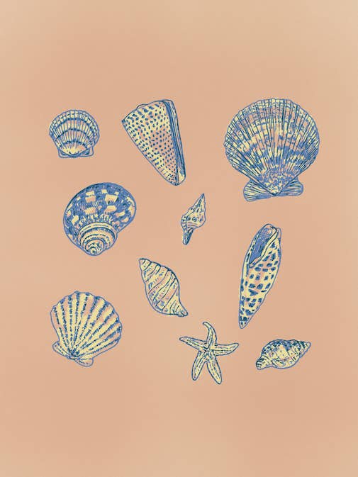 Sea Shell Study Art Print for wholesale by artxnikki