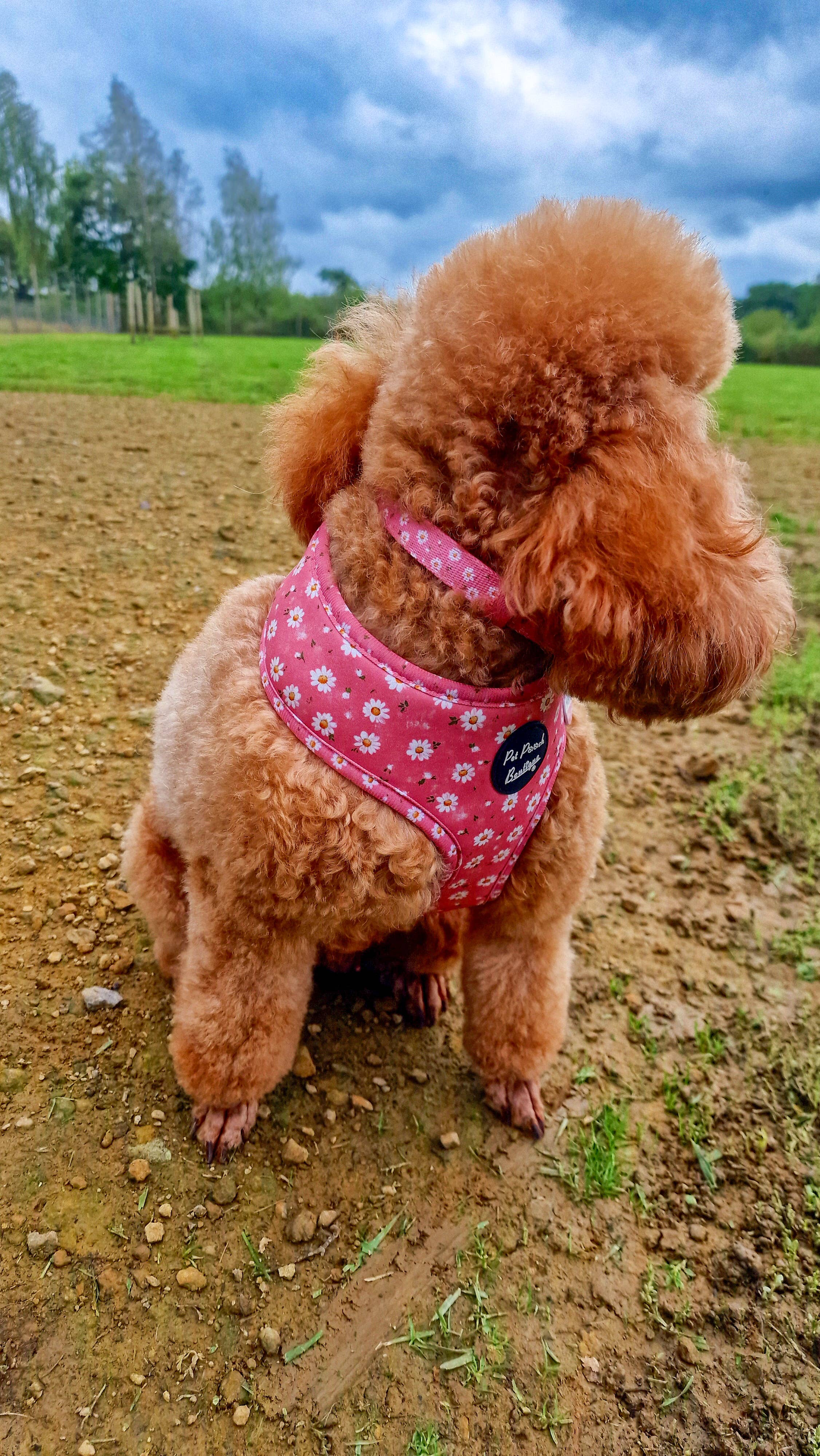 Pet Pooch Boutique - Wholesale Pet harness – Dog - Dusky Pink Daisies Floral Puppy Dog Harness7