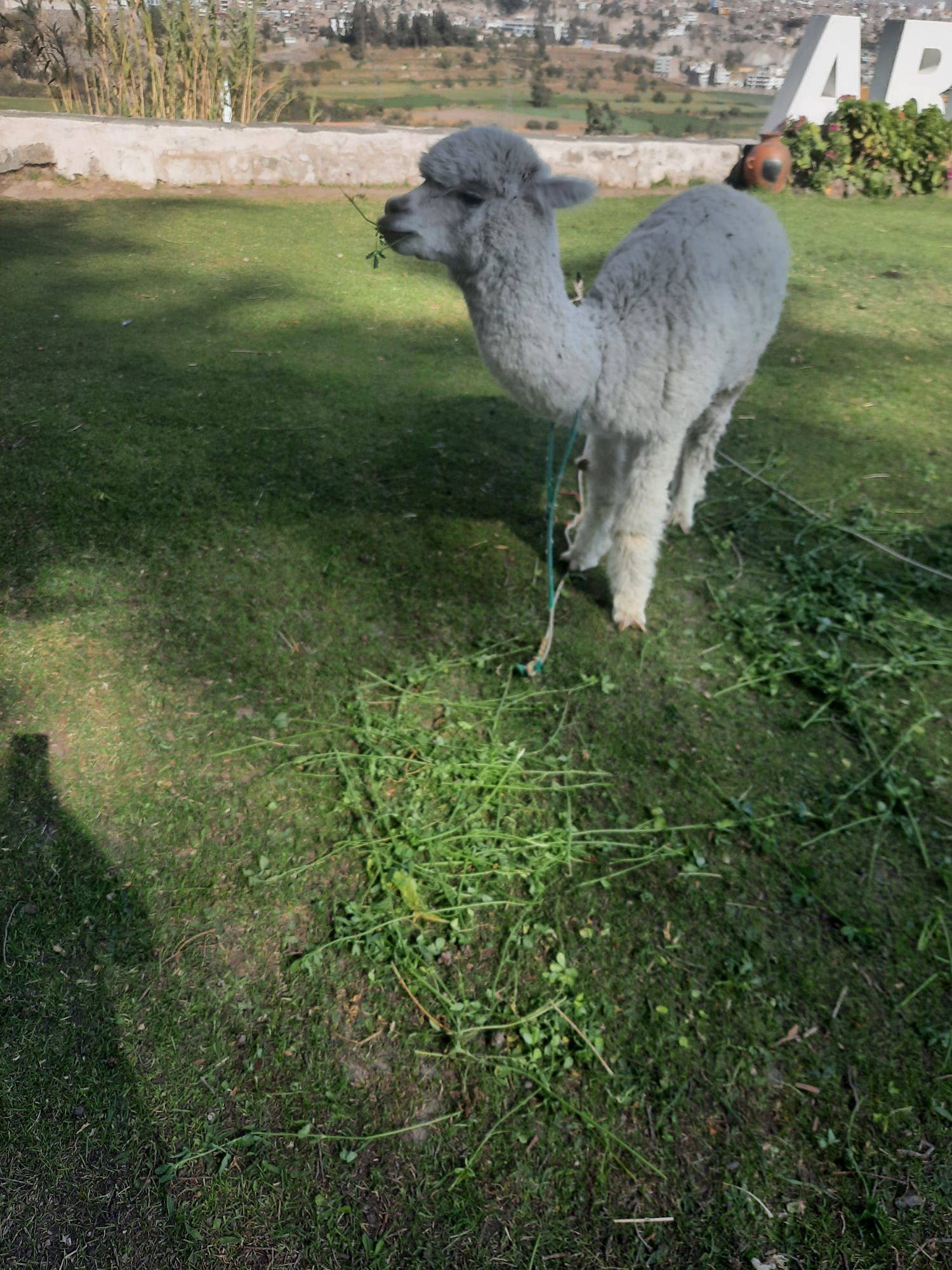 Red 100% Baby Alpaca Scarf imported from Peru (Red color) for wholesale on Faire7