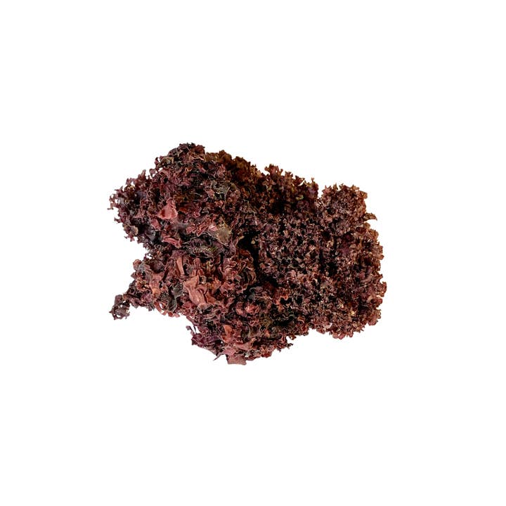 Ocean's Balance - Wholesale Protein/Superfood Powder - Organic Irish Moss2