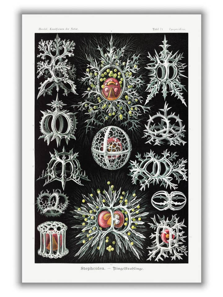 Stephoidea—Ringelstrahlinge de Ernst Haeckel para venta al por mayor de Stanley Print House