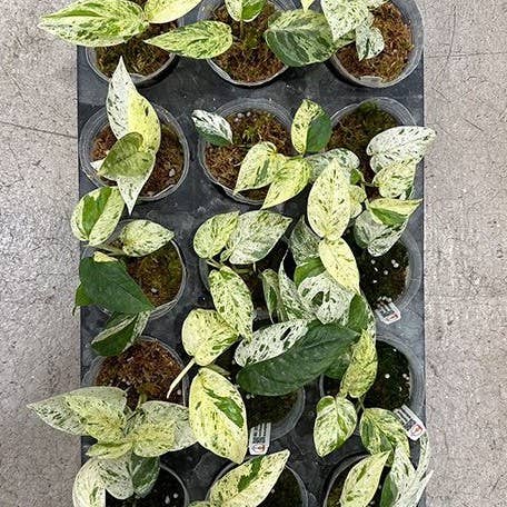 OrchidBox - Wholesale Echte plant - Epipremnum 'Marble Queen' bont 2,5" | Zeldzame Kamerplant3